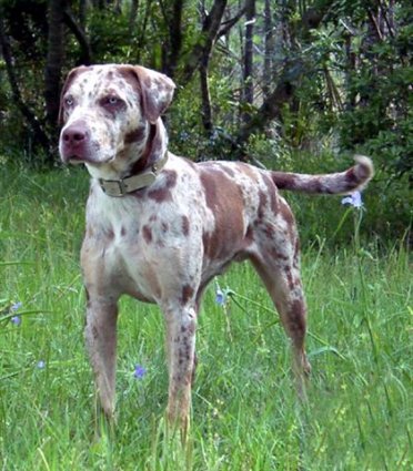 perroslousianacatahoulas[1].jpg